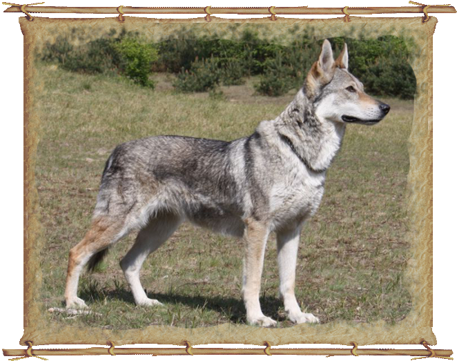 Alka Volání Karpat (Shakira)