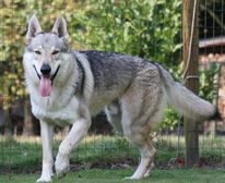 Altraz vom Dreiburgenblick Deckrüde D-Wurf Bild 1