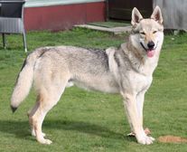 Altraz vom Dreiburgenblick Deckrüde D-Wurf Bild 3