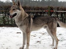 Altraz vom Dreiburgenblick Deckrüde D-Wurf Bild 4