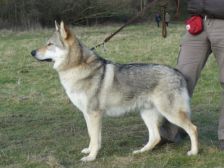 Carlson von Westerode Deckrüde G-Wurf Bild 1